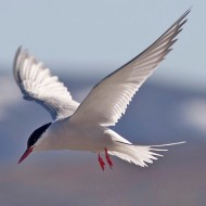 adulto in abito riproduttivo, giugno