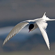 adulto in abito riproduttivo, giugno