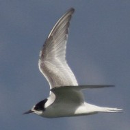 1cy, Lido Campanello (VR), 8.10.2011