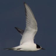 1cy, Lido Campanello (VR), 8.10.2011