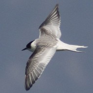 1cy, Lido Campanello (VR), 8.10.2011