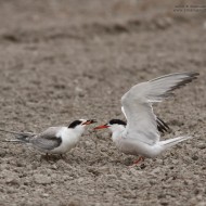 adulto e giovane, Lio Piccolo (VE), 21.07.2012