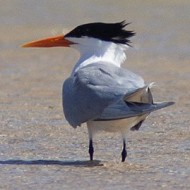 adulti in abito riproduttivo, giugno