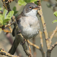 maschio, Lessinia (VR), 13.05.2011