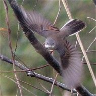 maschio, Bonifica di Loncon (VE), 12.04.2016