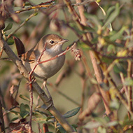 femmina, Mestre (VE), 23.09.2009