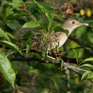 femmina, Vallesina (VE), 5.05.2015