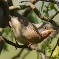 maschio, Laguna nord di Venezia, 4.04.2008