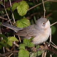 femmina, Valle Vecchia (VE), 20.04.2015