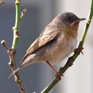 maschio ssp. <i>albistritata</i>, aprile