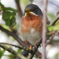 maschio, Mestre (VE), 8.04.2009