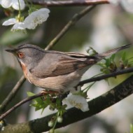 maschio, Mestre (VE), 8.04.2009