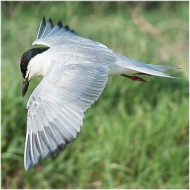 adulto in abito riproduttivo, giugno