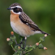 maschio, Venezia, 5.05.2008