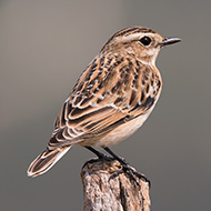 femmina, Lessinia (VR), 1.09.2017