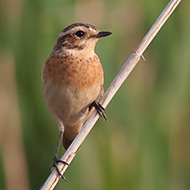 femmina, Isola della Scala (VR), 3.05.2011
