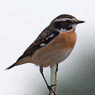 maschio, Erb� (VR), 1.05.2011