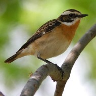 maschio, Venezia, 1.05.2010