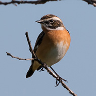 maschio, Lessinia (VR), 1.09.2017