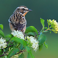 maschio, Lessinia (VR), 10.05.2008