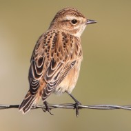 femmina, San Giorgio - Lessinia (VR), 8.08.2012