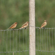 concentrazione in periodo migratorio, Ca'Noghera (VE), 28.08.2007