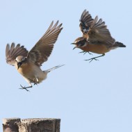 stiaccino (a ds) e culbianco, aprile