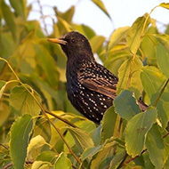 adulto (maschio?) in abito di transizione, Belfiore (VR), 1.06.2013