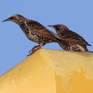 adulti in abito invernale, Marghera (VE), 2.11.2012