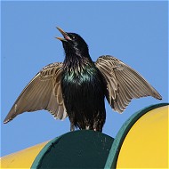 maschio in abito riproduttivo, Mestre (VE), 13.05.2008