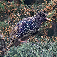 adulto (femmina?) in abito di transizione, Verona, 3.04.2009