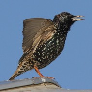 maschio in abito invernale, Mestre (VE), 24.03.2010