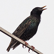 maschio in abito riproduttivo, Caprino Veronese (VR), 2.06.2008