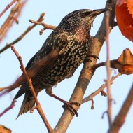 adulto in abito invernale, Favaro Veneto (VE), 1.12.2008