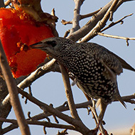 adulto in abito invernale, dicembre