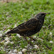 adulto in abito invernale, febbraio