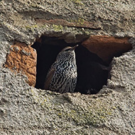 adulto in abito invernale, Valeggio sul Mincio (VR), 18.11.2012