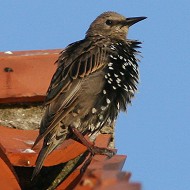 1cy, Brussa (VE), 18.08.2007