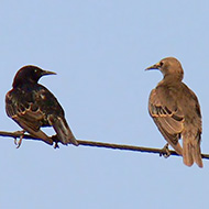 giovane (a ds) e adulto, Busatello (VR), 23.07.2009