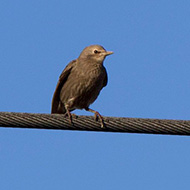 giovane, Villa Bartolomea (VR), 19.05.2013