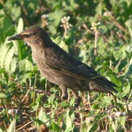 giovane, Ca' Bizzassa (VE), 15.07.2007