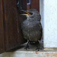 pullo, Verona, 4.05.2012