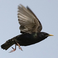 maschio in abito riproduttivo