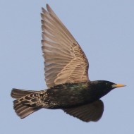 maschio in abito riproduttivo, Favaro Veneto (VE), 16.05.2016