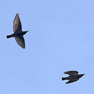 adulti in abito invernale, Verona, 3.03.2019