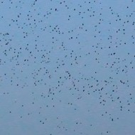 grosso stormo, settembre