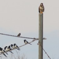 storni con gazze e poiana, Lio Piccolo (VE), 20.02.2016
