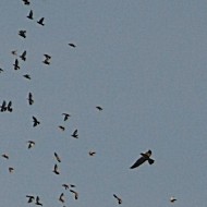 storni con falco pellegrino, Tessera (VE), 30.09.2007