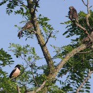 giovani con storno roseo, Mestre (VE), 27.05.2008