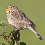 adulto, San Giorgio - Lessinia (VR), 27.06.2011